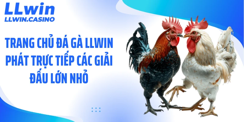 Trang chủ đá gà LLWIN phát trực tiếp các giải đấu lớn nhỏ